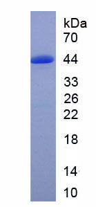 生长关联蛋白43(GAP43)重组蛋白