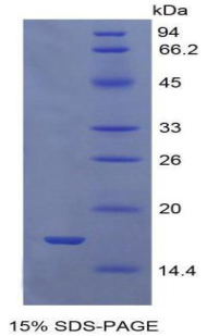 生长分化因子9(GDF9)重组蛋白