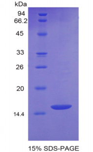 生长分化因子6(GDF6)重组蛋白