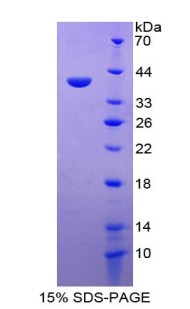 神经调节素4(NRG4)重组蛋白