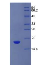 溶质载体家族3成员2(SLC3A2)重组蛋白