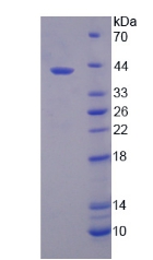 溶质载体家族39成员6(SLC39A6)重组蛋白