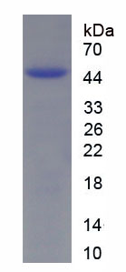 热休克蛋白47(HSP47)重组蛋白