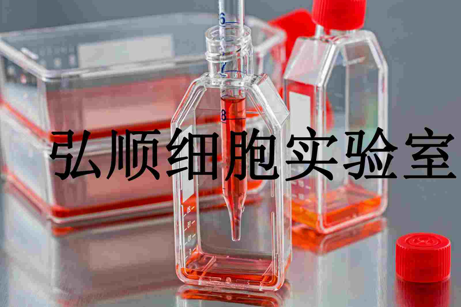 Rat1 Cells|大鼠成纤维贴壁细胞