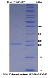帕金森氏病蛋白7(PARK7)重组蛋白