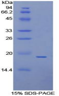 膜联蛋白A4(ANXA4)重组蛋白
