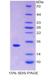 膜联蛋白A3(ANXA3)重组蛋白