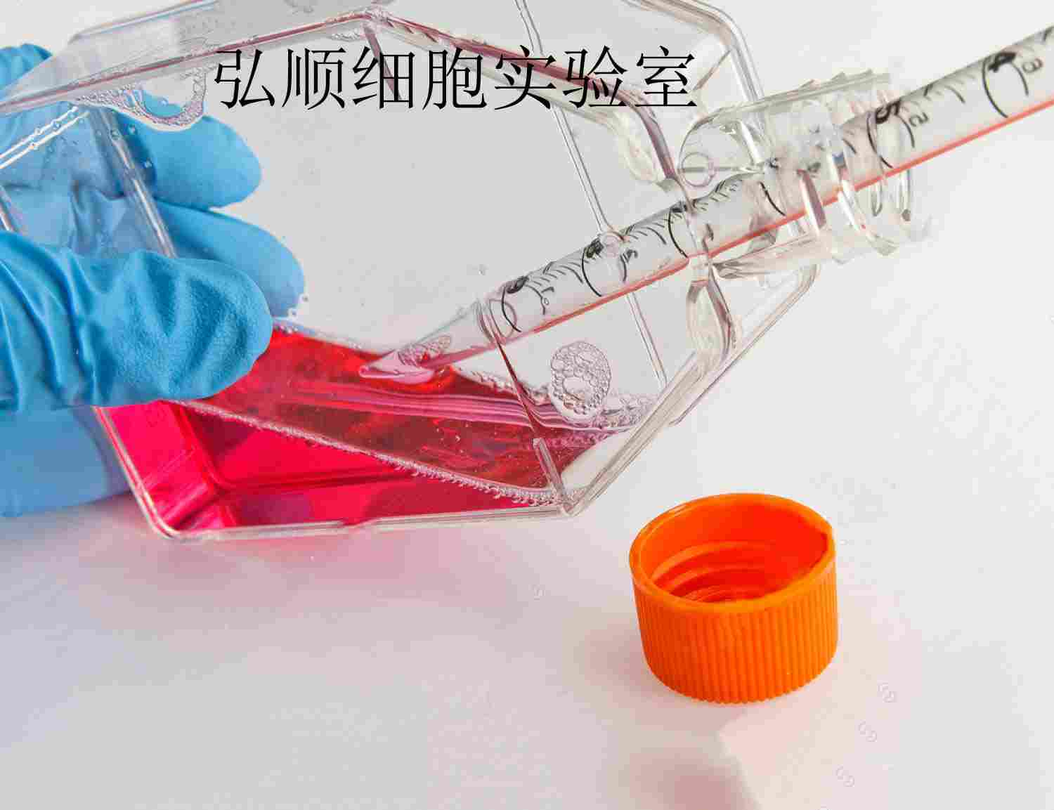 MDA-MB-453人乳腺癌贴壁细胞系