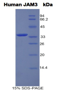 连接附着分子3(JAM3)重组蛋白