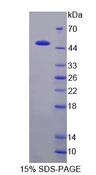 酪蛋白κ(CSN3)重组蛋白