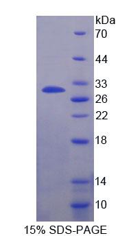 酪蛋白α(CSN1)重组蛋白
