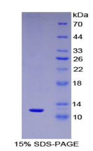 巨噬细胞炎性蛋白5(MIP5)重组蛋白
