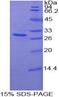 巨噬细胞刺激1受体(MST1R)重组蛋白
