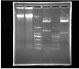 Low Melting Agarose（低熔点琼脂糖）