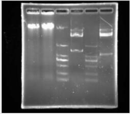 DNA电泳分子量标准C（200-1500bp）