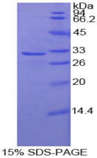 接触蛋白4(CNTN4)重组蛋白