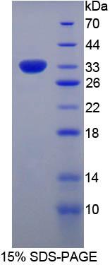 脊椎蛋白1(SPON1)重组蛋白