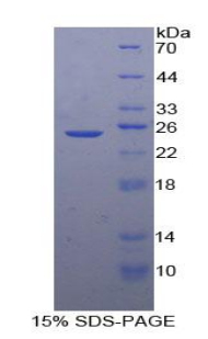 基质细胞衍生因子2(SDF2)重组蛋白