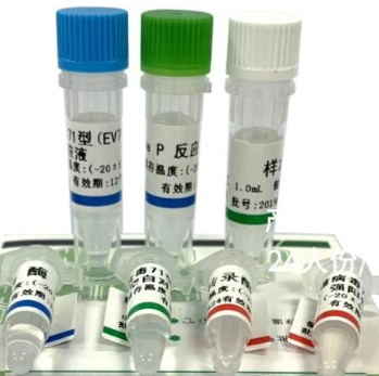 两步法荧光定量RT-PCR试剂盒