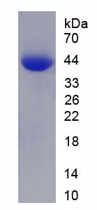 肌球蛋白ⅤA(MYO5A)重组蛋白