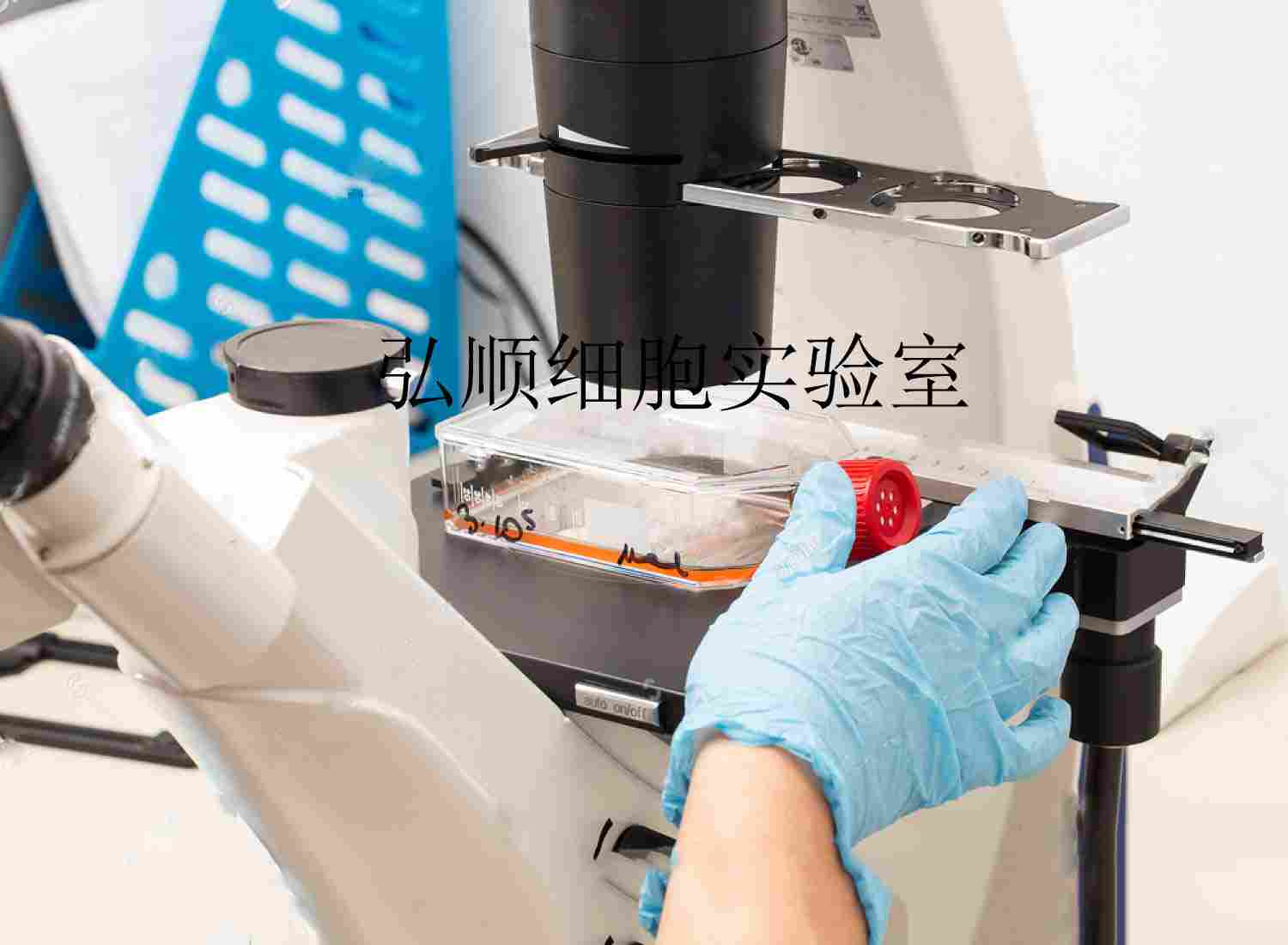 ChaGo-K-1人肺支气管癌贴壁细胞系