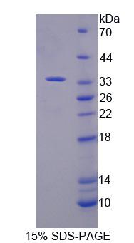 肌苷-5'-单磷酸脱氢酶2(IMPDH2)重组蛋白