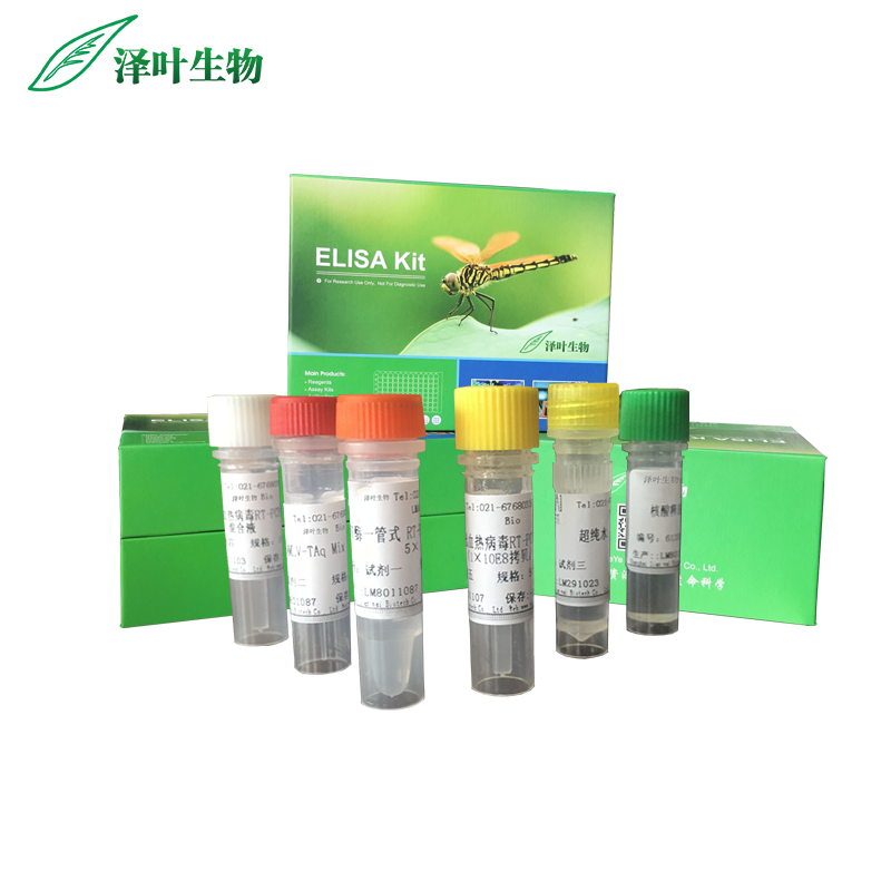 丙型肝炎病毒4型染料法荧光定量RT-PCR试剂盒