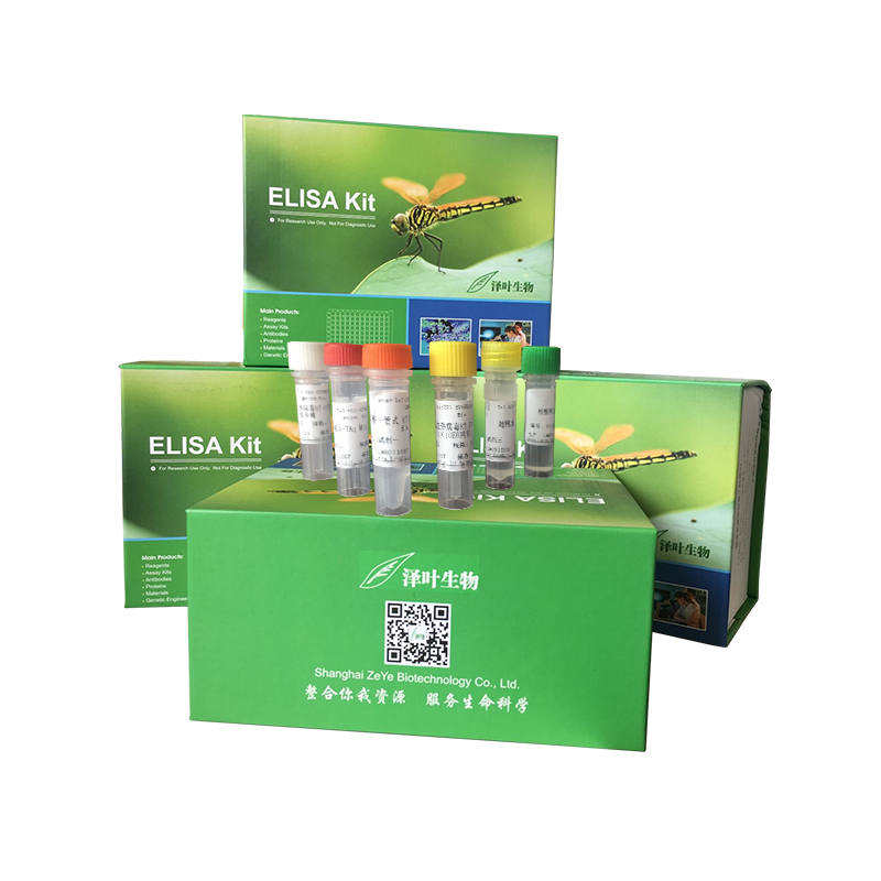 人副流感病毒2型染料法荧光定量RT-PCR试剂盒