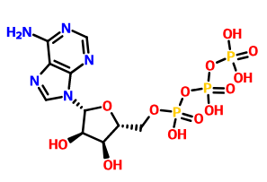 三磷酸腺苷