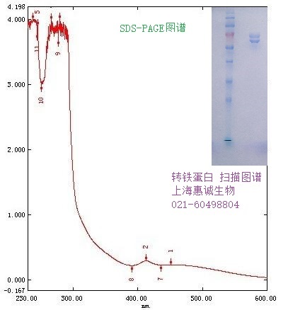 转铁蛋白(牛来源)