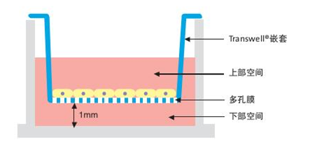 Caco-2细胞单层膜转运与渗透性测试