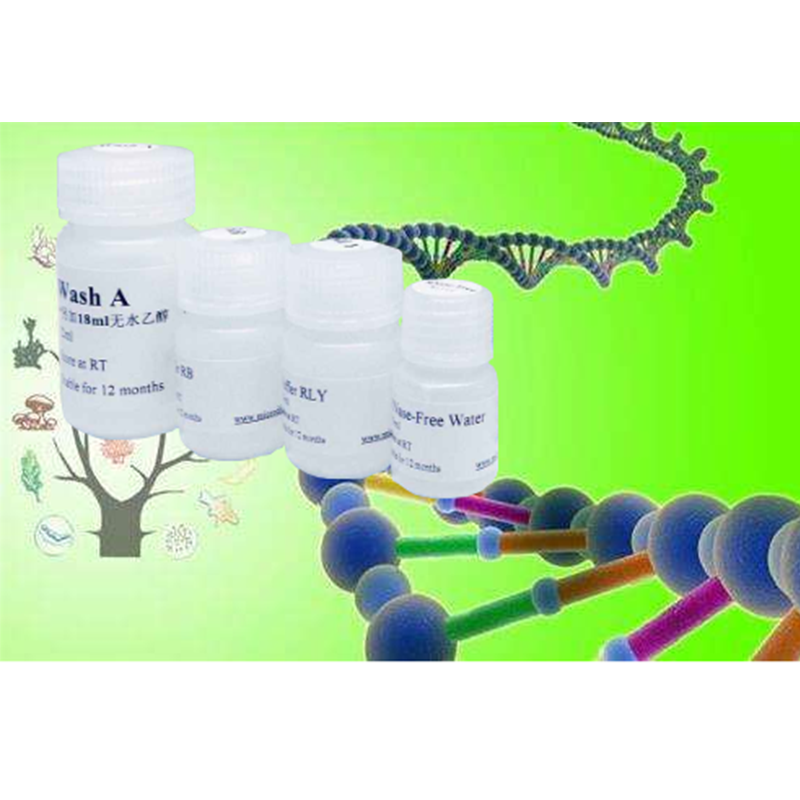 SP6 RNA Polymerase