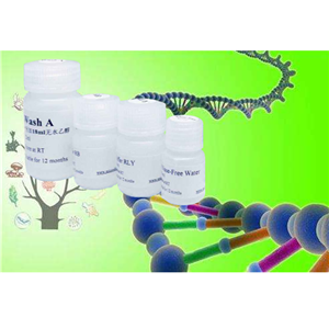 T7 RNA Polymerase