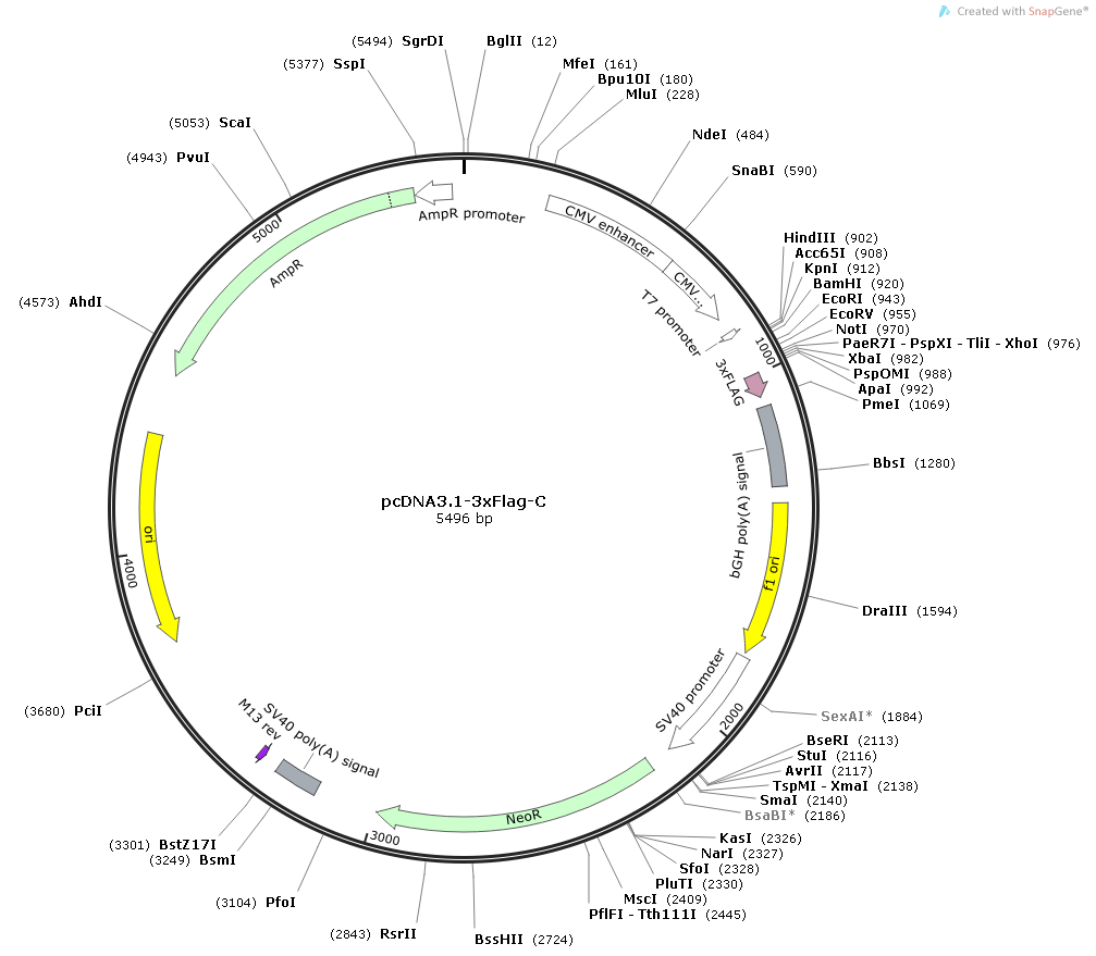 pcDNA3.1-3xFlag-C