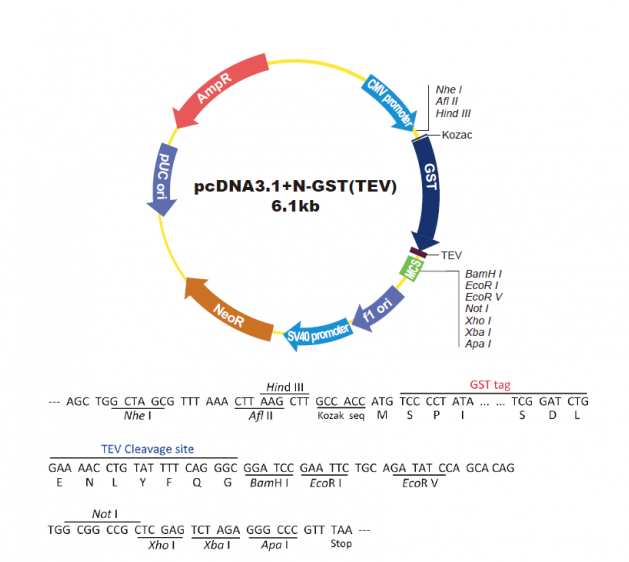 pcDNA31-N-GST-TEV 载体