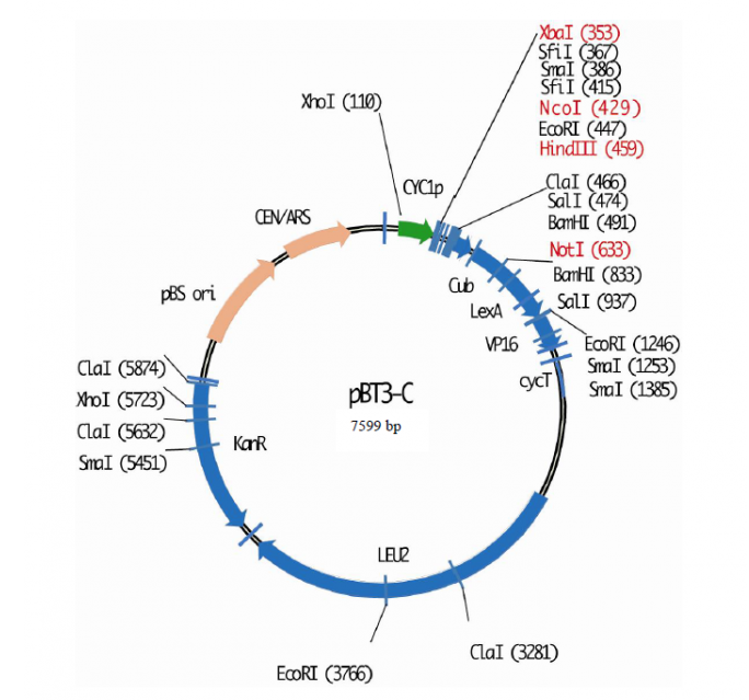 pBT3-C 载体