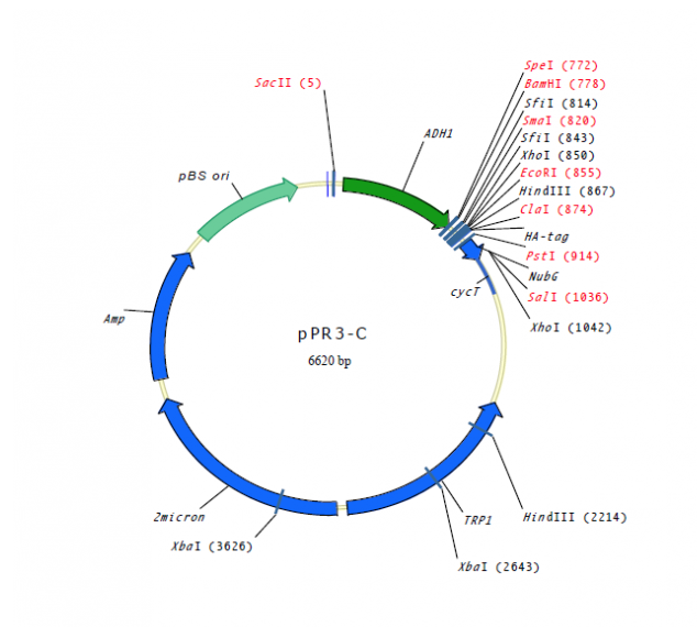pPR3-C 载体