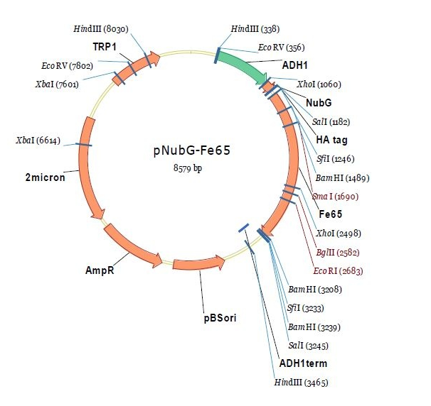 pNubG-Fe65 载体