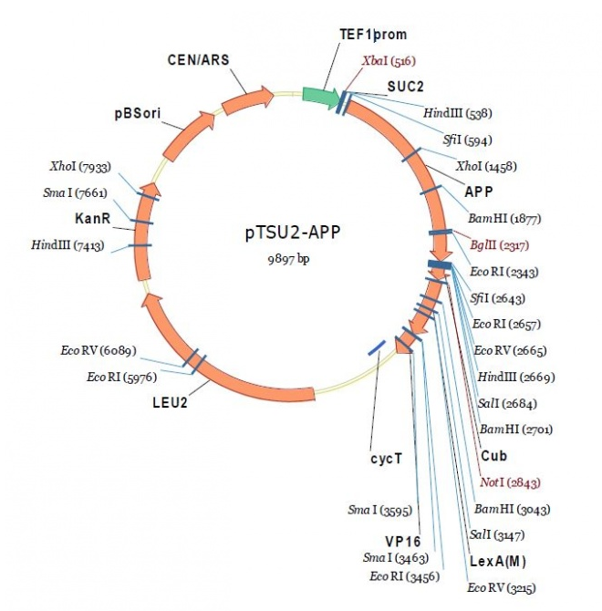 pTSU2-APP 载体