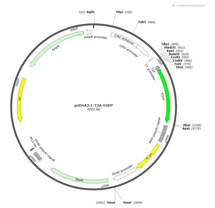 pcDNA3.1-T2A-EGF