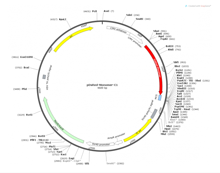 pDsRed-Monomer-C1 载体