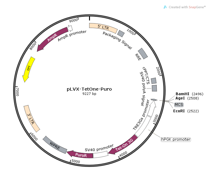 pLVX-TetOne-Puro 载体