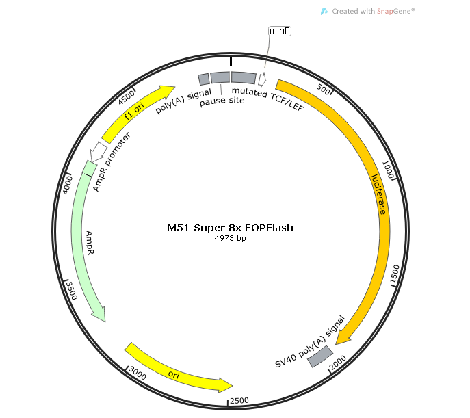M51 Super 8x FOPFlash (TOPFlash mutant) 载体