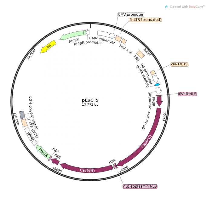 pLSC-5 载体