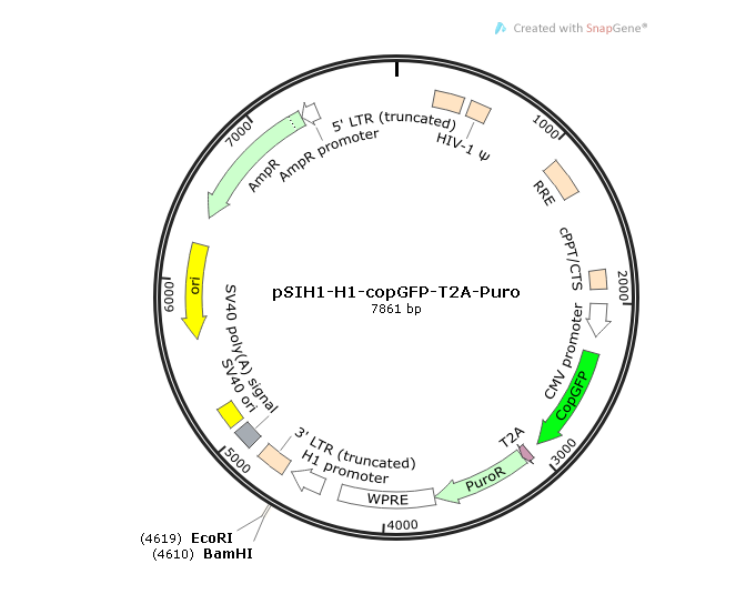 pSIH1-H1-copGFP-T2A-Puro 载体
