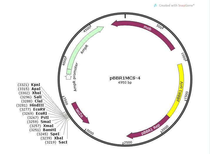 pBBR1MCS-4 载体