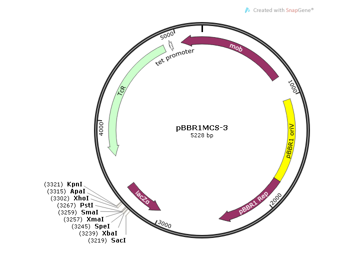 pBBR1MCS-3 载体