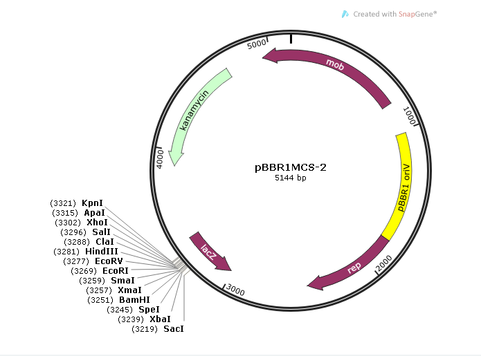 pBBR1MCS-2 载体