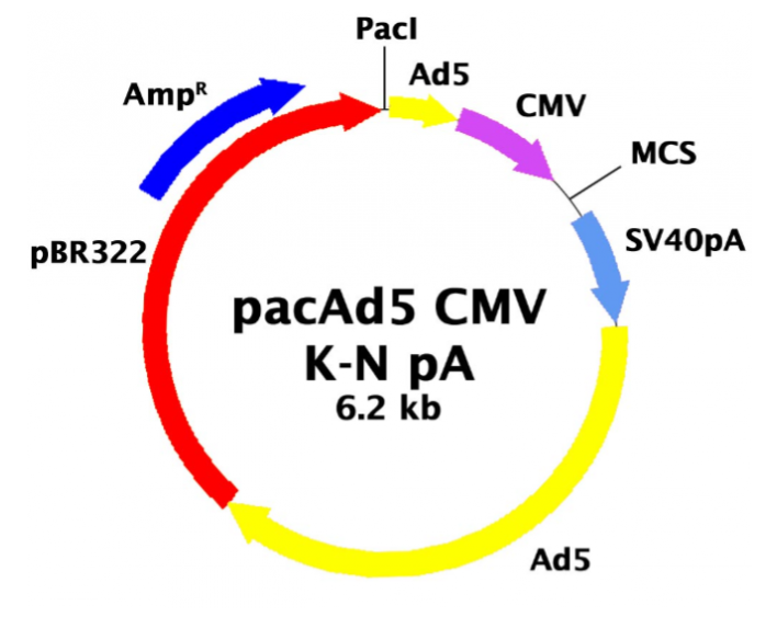 pacAd5 CMVK-NpA 载体