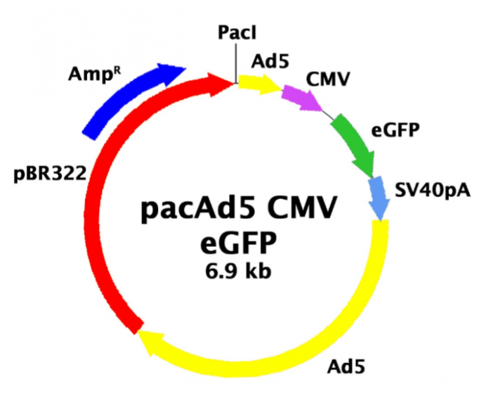 pacAd5 CMV-GFP 载体